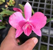 Laelia (purpurata x sincorana) x sophronitis wittigiana