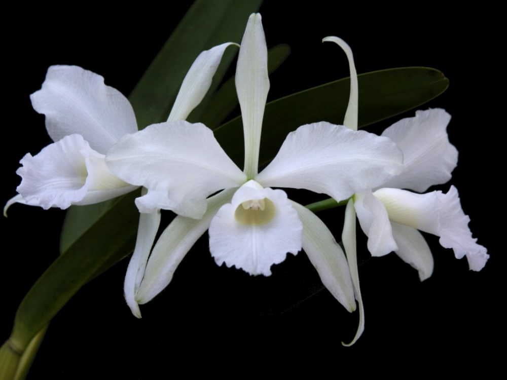 Laelia purpurata var. alba