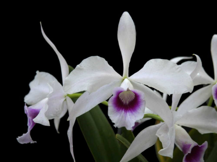 Laelia purpurata var. argolao