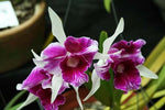 Load image into Gallery viewer, Cattleya (syn. Laelia) purpurata trilabelo 'Oriental Senior' - Brazil Import
