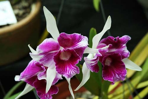 Cattleya (syn. Laelia) purpurata trilabelo 'Oriental Senior' - Brazil Import