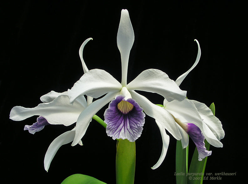Laelia purpurata var. werkhauseri