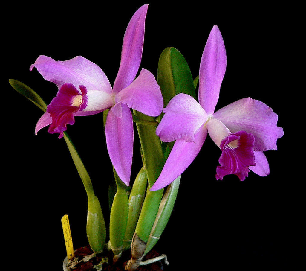Laelia purpurata x sincorana