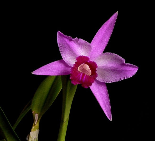 Laelia purpurata x sincorana