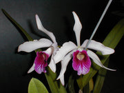 Laelia purpurata