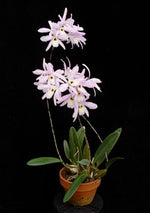Load image into Gallery viewer, Laelia rubescens
