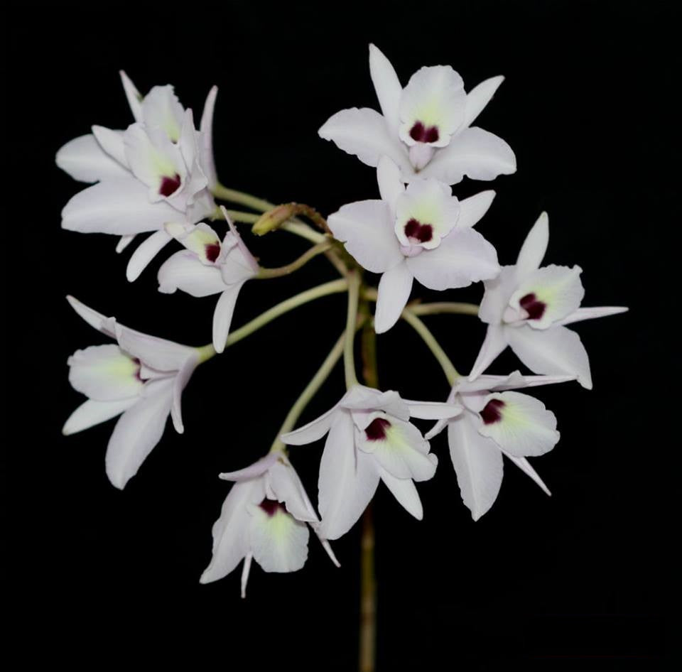 Laelia rubescens f. semialba