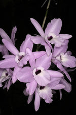 Load image into Gallery viewer, Laelia rubescens
