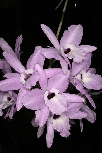 Laelia rubescens
