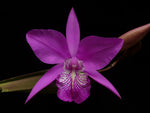 Carica l'immagine nel visualizzatore Galleria, Laelia speciosa