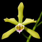 Carica l'immagine nel visualizzatore Galleria, Laelia xanthina - BR Orquidea