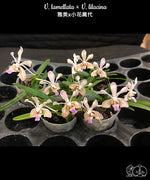 Carica l&#39;immagine nel visualizzatore Galleria, Vanda lamellata × lilacina
