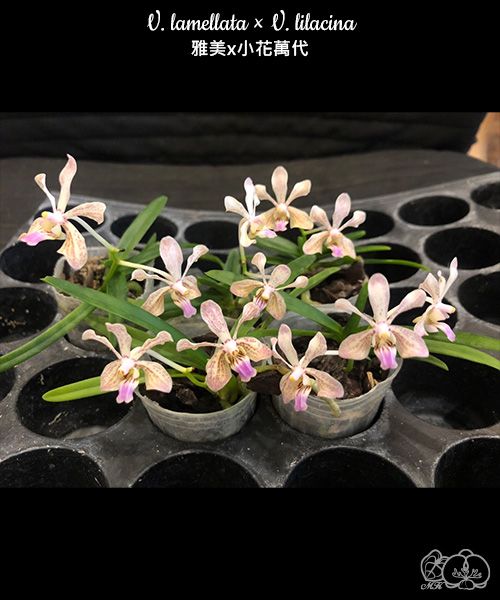 Vanda lamellata × lilacina