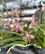 Carica l&#39;immagine nel visualizzatore Galleria, Vanda lamellata × lilacina
