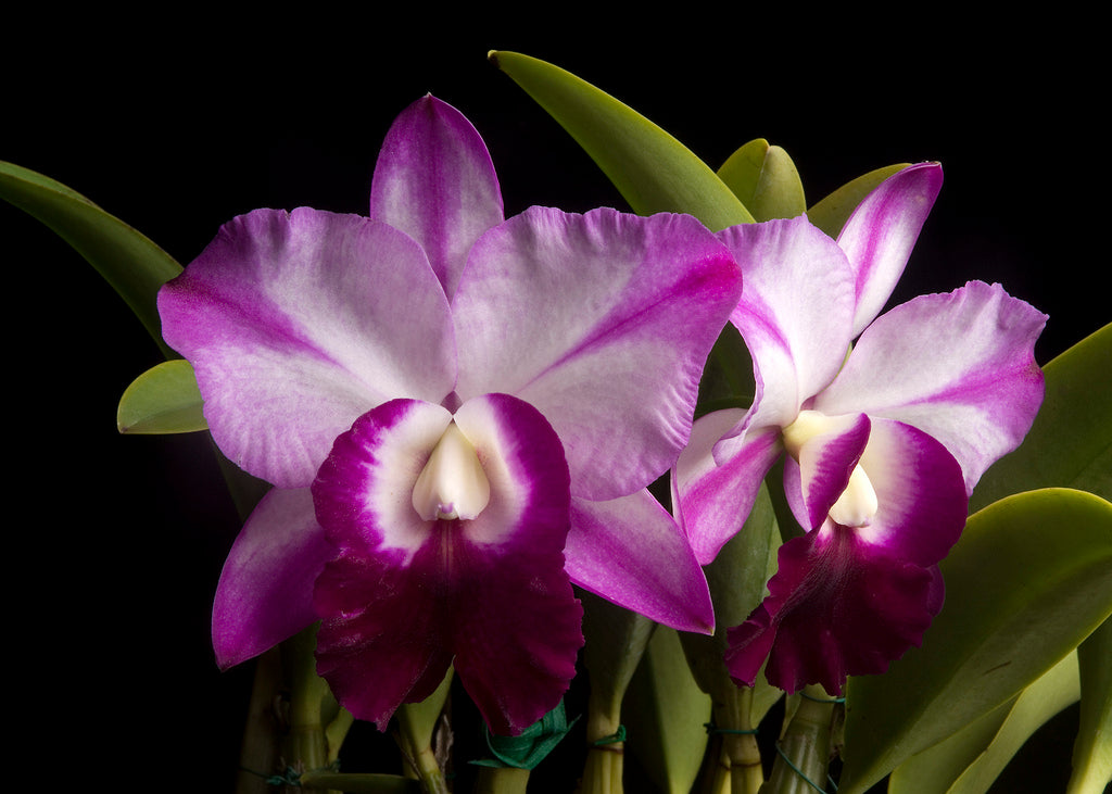 Laeliocattleya Memoria Robert Strait 'Islander Delights'