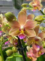 Carica l&#39;immagine nel visualizzatore Galleria, Phalaenopsis Lemon Spice = Tzu Chiang Balm
