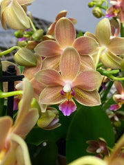 Phalaenopsis Lemon Spice = Tzu Chiang Balm