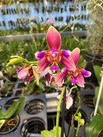 Carica l&#39;immagine nel visualizzatore Galleria, Phalaenopsis Sweet Memory &quot;Liodoro&quot; Peloric - 3 lips
