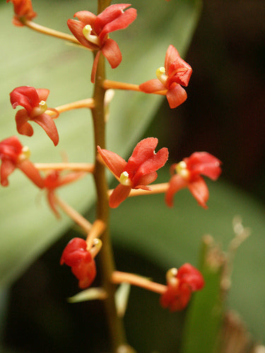 Liparis astrosanguinea