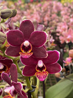 Carica l'immagine nel visualizzatore Galleria, OFFERTA PHALAENOPSIS WELCOME SUMMER
