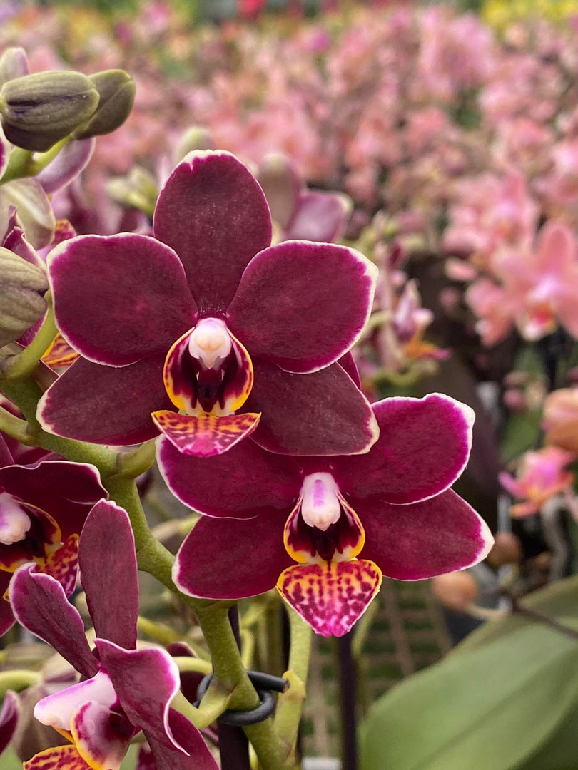 Phalaenopsis Sunrise Red Peoker
