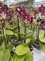 Carica l&#39;immagine nel visualizzatore Galleria, Phalaenopsis Sunrise Red Peoker
