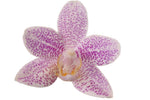 Carica l&#39;immagine nel visualizzatore Galleria, Phalaenopsis Little Star
