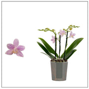 Phalaenopsis Little Star