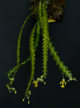 Lockhartia lunifera