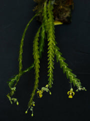 Lockhartia lunifera
