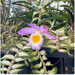 Carica l'immagine nel visualizzatore Galleria, Dendrobium loddigesii (Variegated)