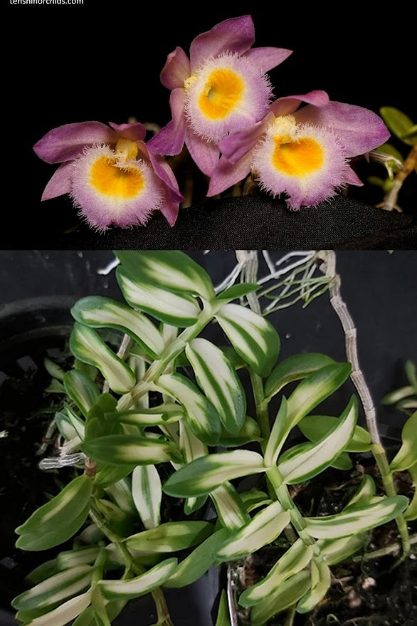Dendrobium loddigesii (Variegated)
