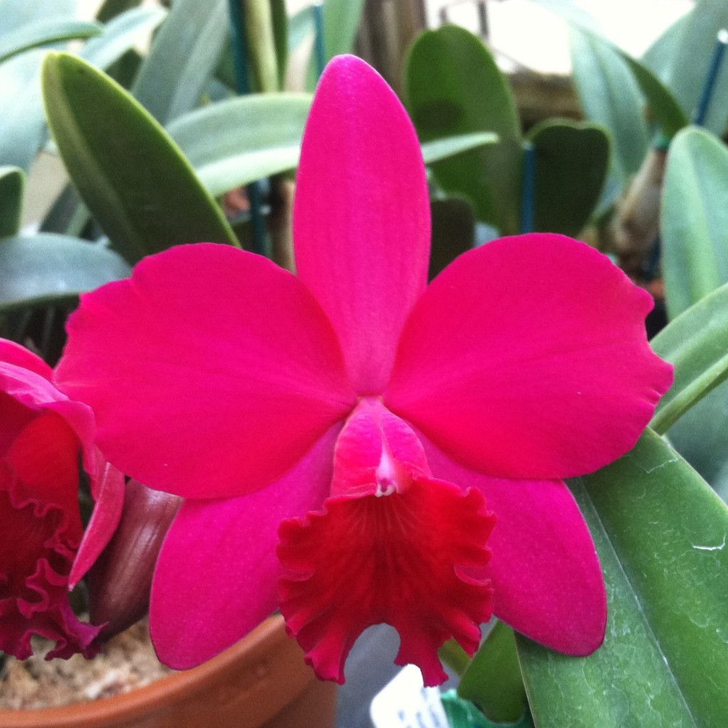 Cattleya Love Castle 'Kurenai' (C. Psyche -1902 x C. José Dias Castro)