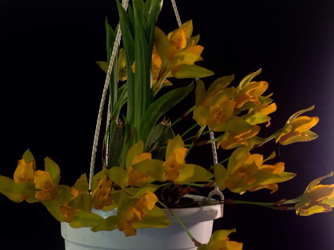 Lycaste aromatica x cruenta
