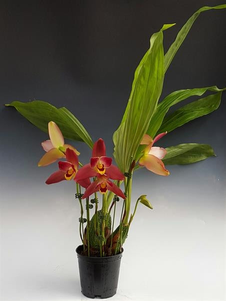 Lycaste Red Jewel