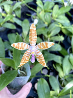 Carica l&#39;immagine nel visualizzatore Galleria, Phalaenopsis m Hedy Kraemer (Phalaenopsis bastianii x Phalaenopsis speciosa)
