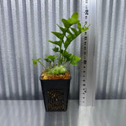 Lecanopteris luzonensis