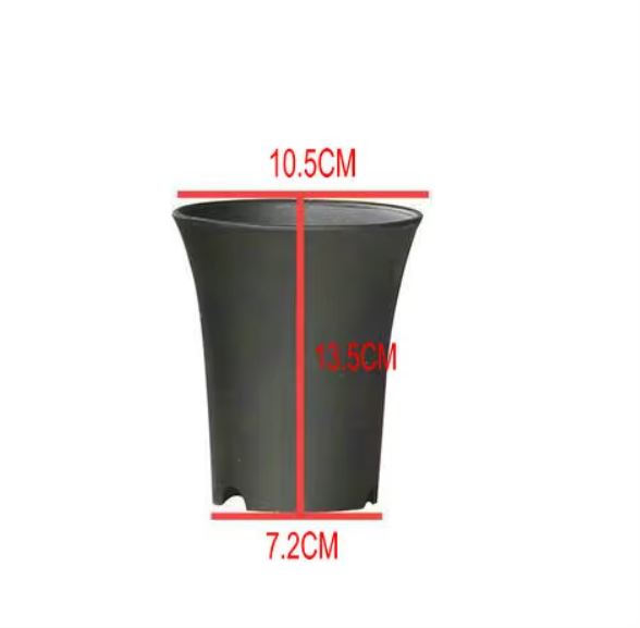 Vaso Asia per Neofinetia