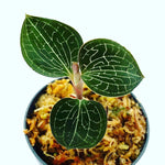 Carica l&#39;immagine nel visualizzatore Galleria, Anoectochilus fomosanus ‘Jewel Orchid’
