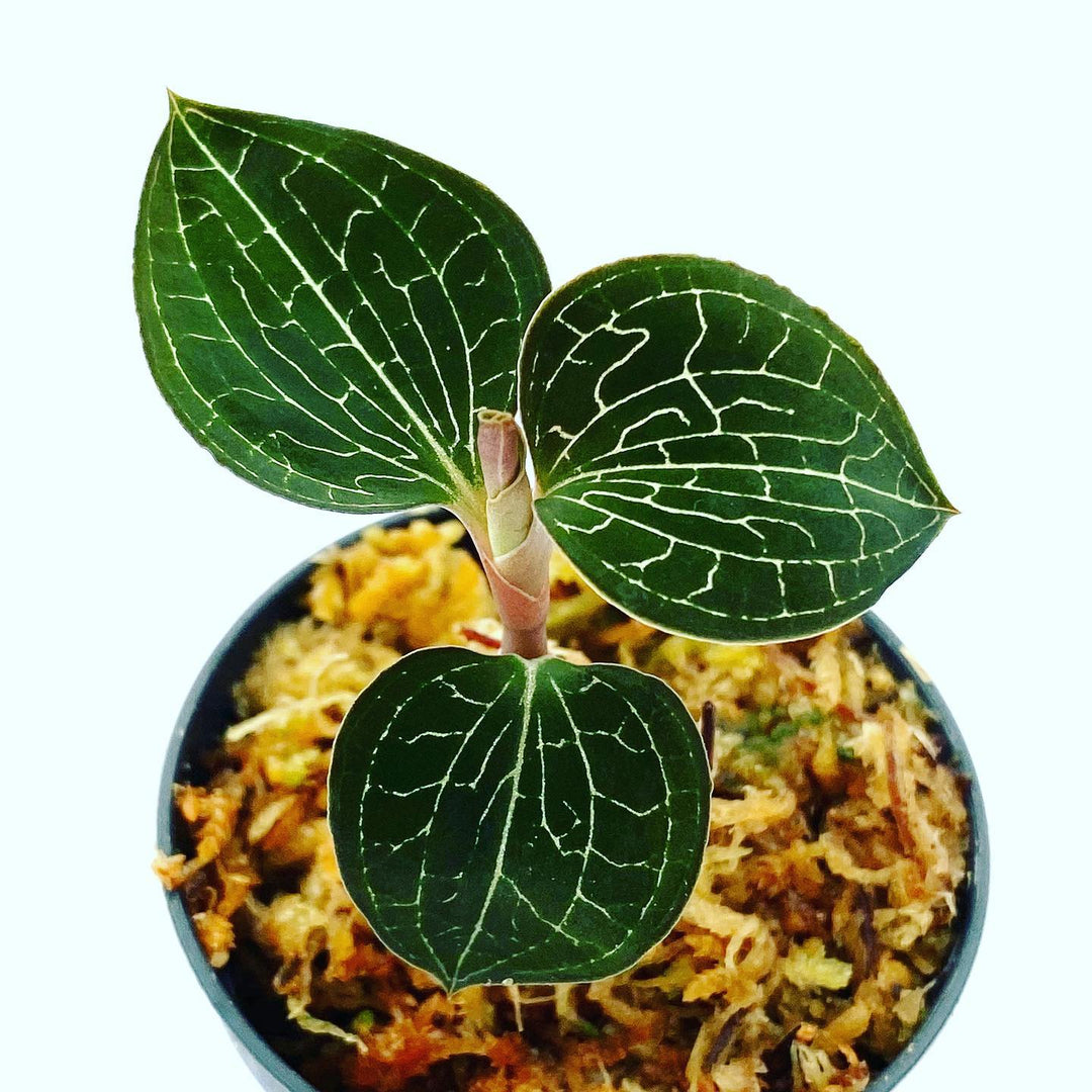 Anoectochilus fomosanus ‘Jewel Orchid’