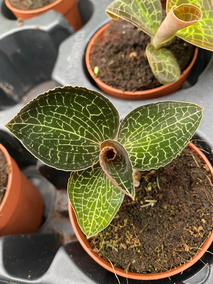 Anoectochilus fomosanus ‘Jewel Orchid’