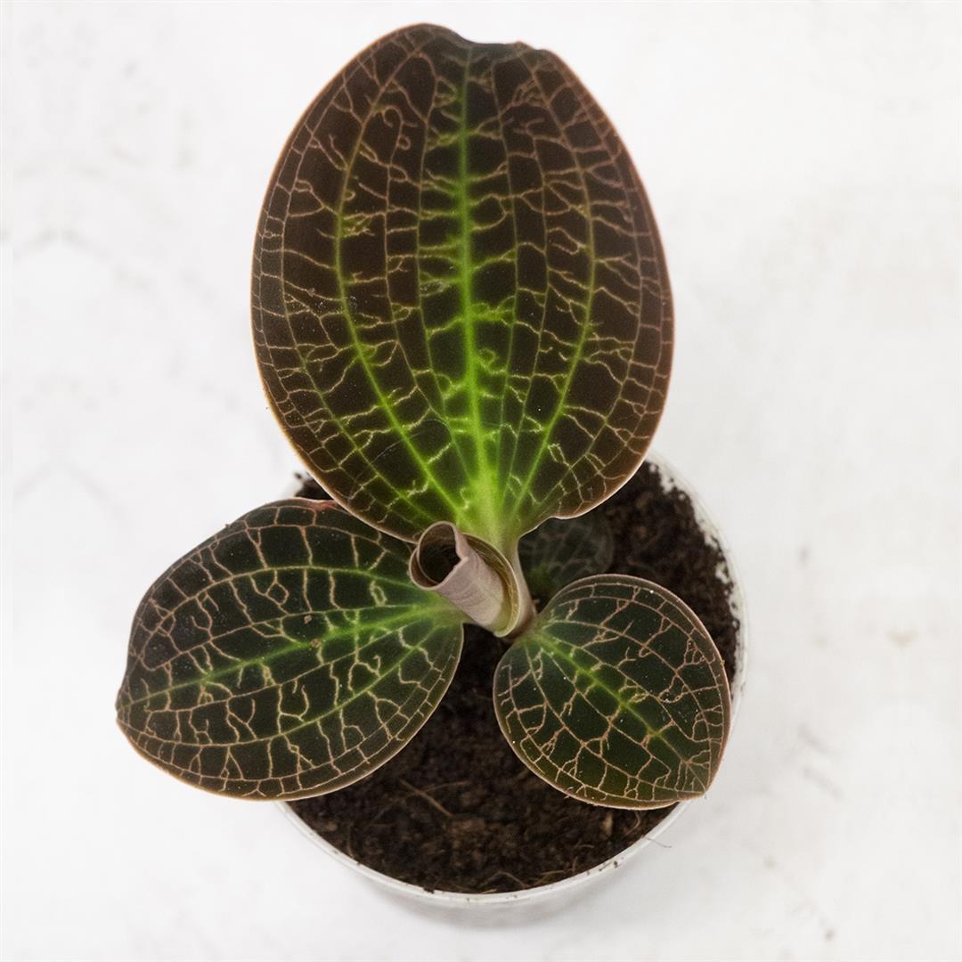 Macodes lowii 'Jewel Orchid'