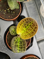 Carica l&#39;immagine nel visualizzatore Galleria, Macodes lowii &#39;Jewel Orchid&#39;

