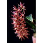 Load image into Gallery viewer, Macradenia multiflora
