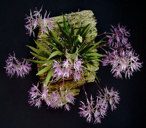 Macroclinium manabinum