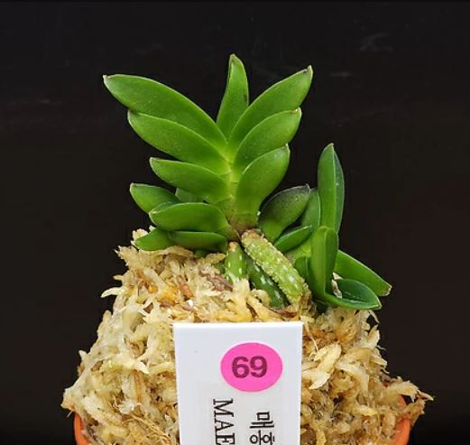 Neofinetia falcata 'Maehong' 매홍魅紅