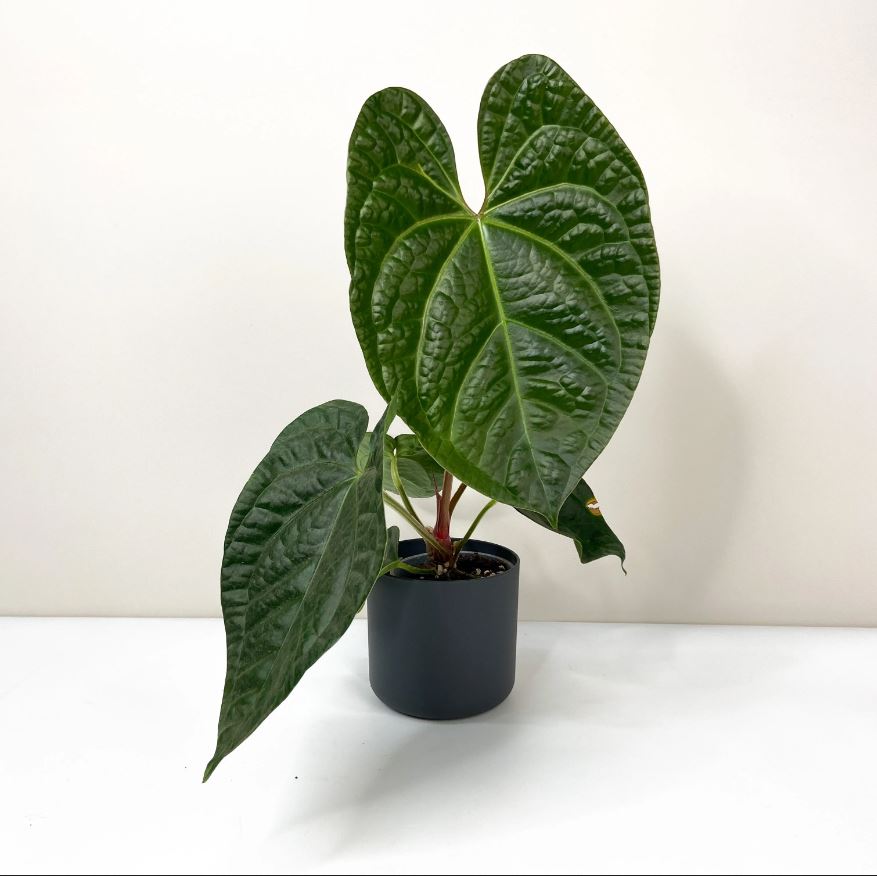 Anthurium magnificum x luxurians