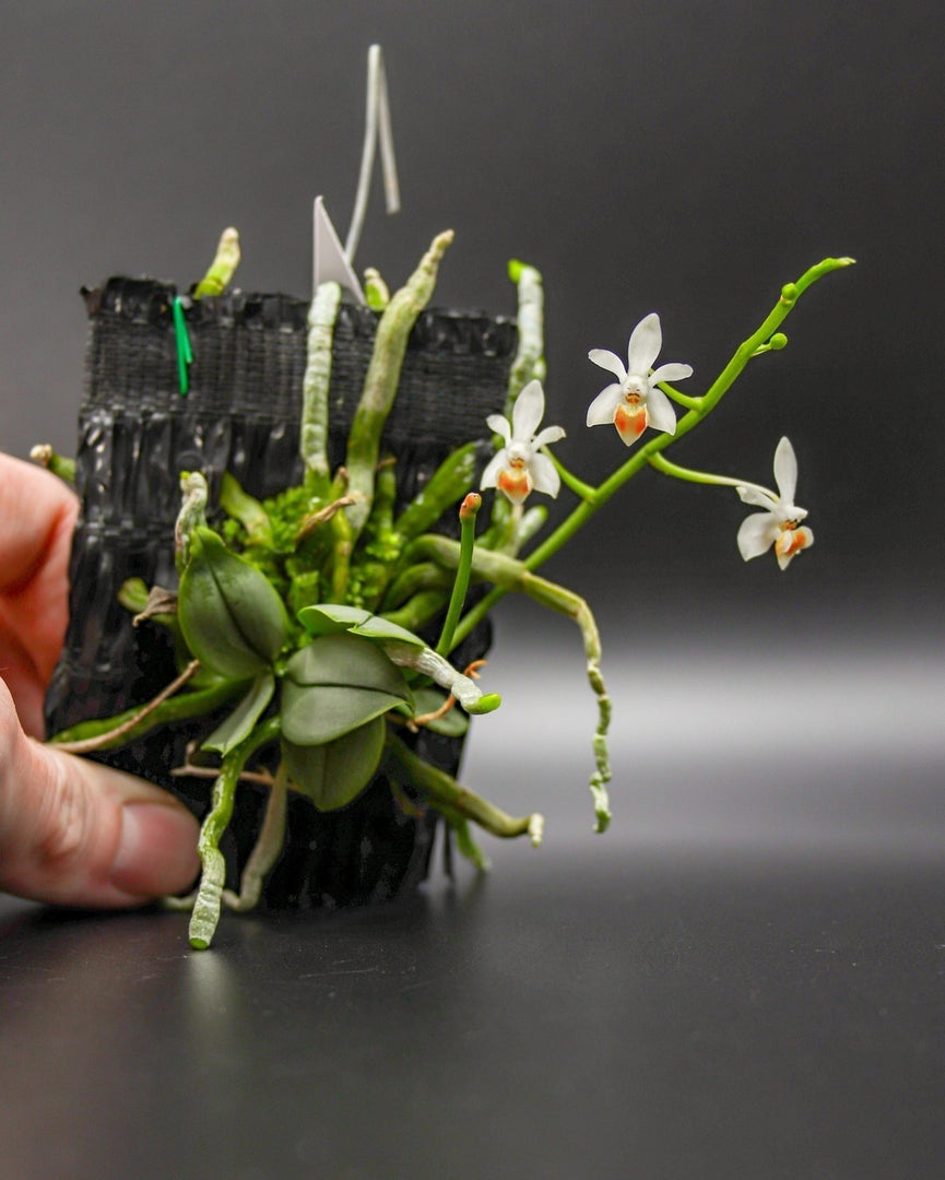 Phalaenopsis malipoensis