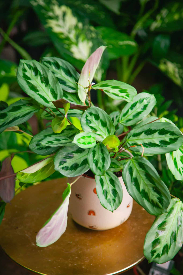 Maranta cristata 'Intense'