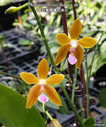 Carica l'immagine nel visualizzatore Galleria, Phalaenopsis mariae var. flava